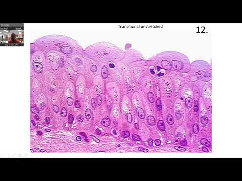 Epithelial Tissue Practice Slides
