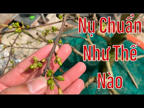 Nụ Bung Vỏ Trấu Ngày Mấy Ngày Là Chuẩn Tết.
