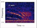 Unidentified Deep Sea Sounds SlowDown 16X