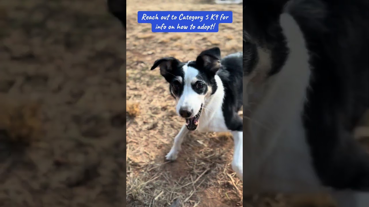 Enlarge Pixel, an adopted mixed breed in Lytle, TX video 5/5