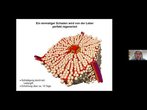 Einblicke in den Aufbau und die Funktion der Leber