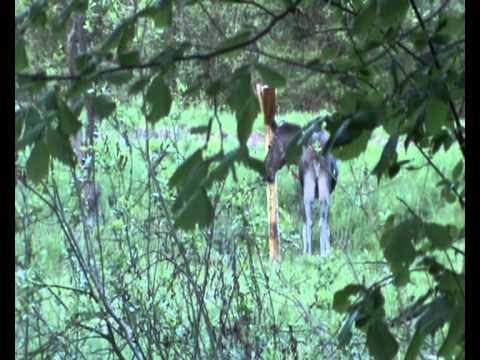 Elche in Masuren und Zusammenfassung des Videotagebuchs zur Bockjagd Polen Mai 2012!