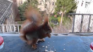 preview picture of video 'Wildlife in Offenbach City am offenen Fenster'