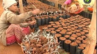 Stone Grafting - Hindi (Gutali Kalam Bandhana)
