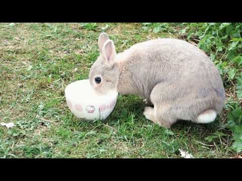 Bunny Meets Cat for the First Time - Netherland Dwarf Rabbits - Playing in the Garden