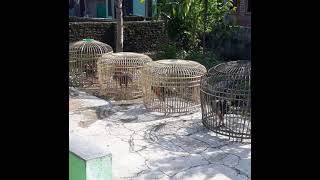 Download lagu story wa botoh ayam mp3