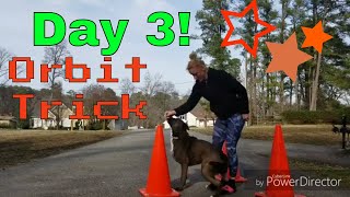 Day 3 Orbit Trick Training | Kane mixed breed | Dawg Boss K9 Training