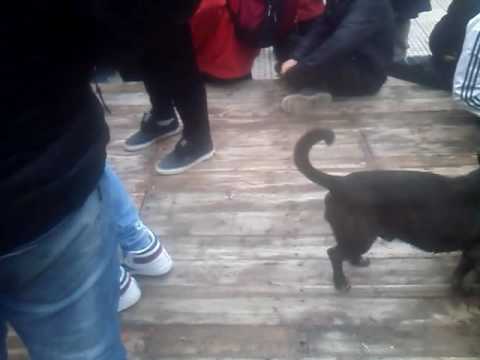 Batallas freestyle Mendoza - Pinguino vs Demon vs Peqo vs Braco