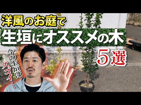 美しいレッドロビンフォティニアを飼うにはどうすればよいですか？植物を守り、生垣を元気に育てるのに役立った庭師の 6 つの秘密  庭園