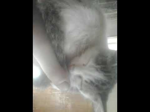 кошка на руке спит не шевелится