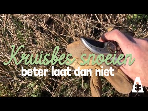 Stadstuinieren - Kruisbes snoeien - beter laat dan niet