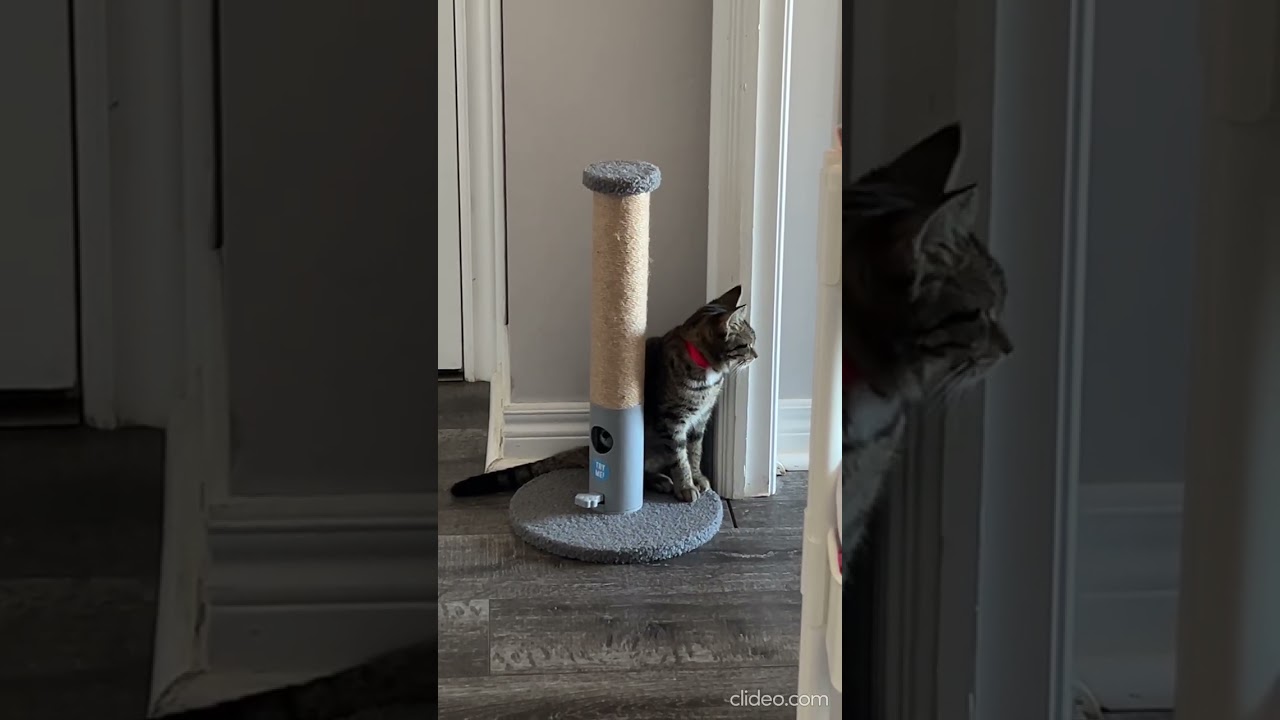 Enlarge Summer, a Adoptable Domestic Short Hair in Scarborough, ON video 5/6