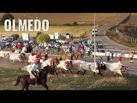 Olmedo 2019 Suelta de Bueyes