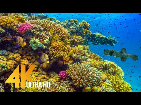 Amazing Underwater World of the Red Sea - 4K Relaxation Video with Calming Music - 3 HOUR - Part #1