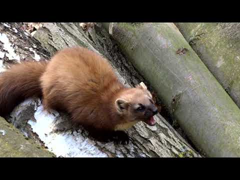 Tiere des OTTER-ZENTRUMs - der Baummarder!