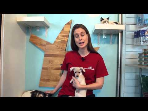 How Do Adult Cats Interact With Kittens or Puppies? : Pet Tips