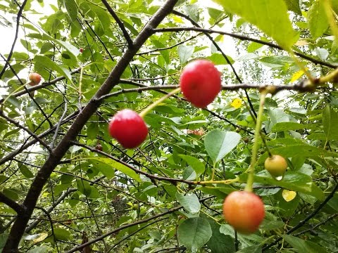 Вишня: советы по выращиванию и описание сортов