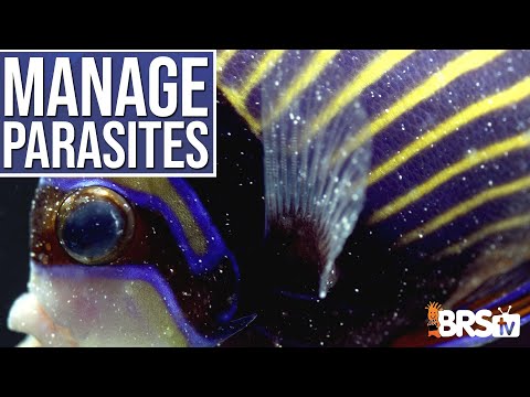 DOUBLE the Lifespan of Your Saltwater Fish With Proper Disease & Parasite Management? Ep: 5