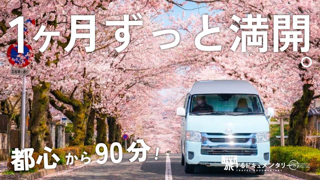 【埼玉・長瀞】「咲いてなかった」が絶対ない！1ヶ月以上も満開が続く“4段咲き”の桜が凄すぎた【車中泊旅】