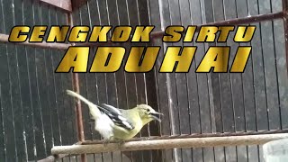 Download lagu Masteran sirtu cipoh gacor full isian materi CENGKOK JEDA mp3