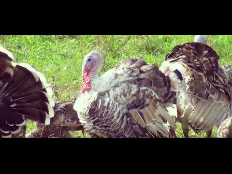 Д. Мыслеушчына (Film by Zhavino)