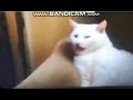 Dinoco S All Mine Upgraded New Cats In Lithuanian