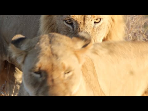 Orpen Male Lions Conquer the Mbiri Pride! | 100th Episode Special