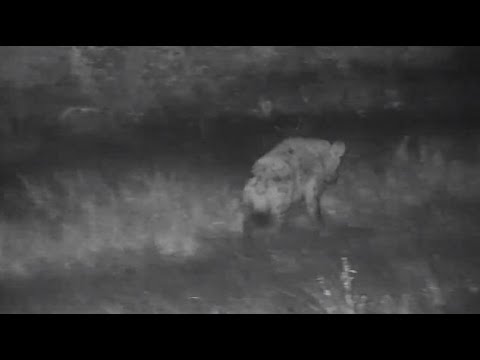 Djuma: Lone Hyena walks by coming from lodge area - 03:08 - 06/19/20