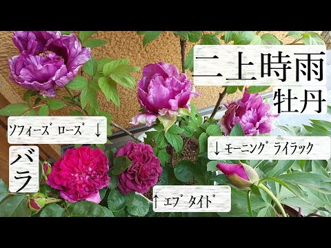 牡丹:春のバラ 植物