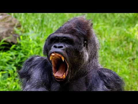 Gorilla sound effect, angry and big Gorilla roaring load, the sound a Gorilla makes, real sound, HD