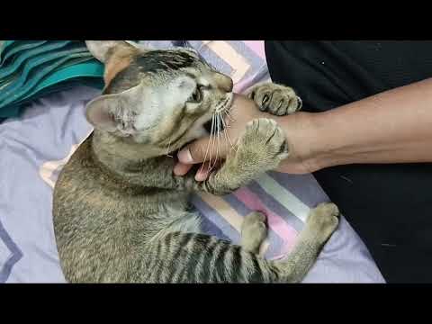  ✨Playful cat ##💞  Music song shreya ghoshal 