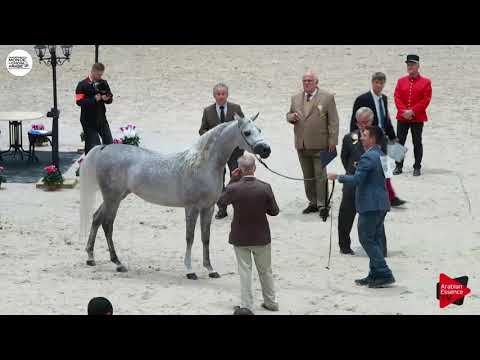 N.49 D AJAYEB - Paris 2018 - Junior Fillies (Class CM 2B)