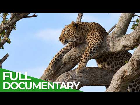 Law of the Savannah: Predators of the Masai Mara