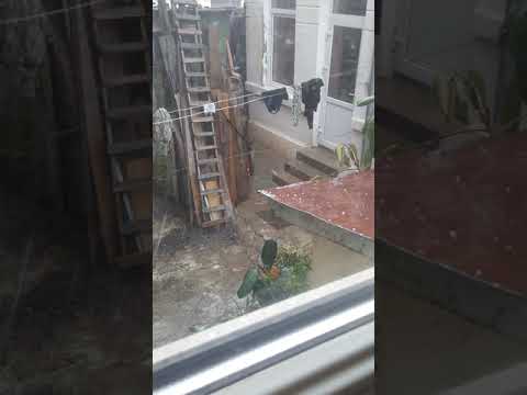 Gridina în județul Brăila