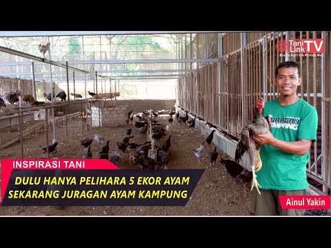 , title : 'Sukses Ternak Ratusan Ayam Kampung dengan Kandang Semi Intensif'
