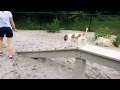 Jack Russell Terrier Puppy Dog Park Wegman