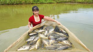 Harvesting A Lot Of Fish Goes To Countryside Market Sell || Phương - Free Bushcraft
