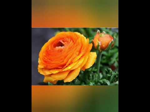 Galileo Catalán “El Trovador Tixtleco” - Tres cosas