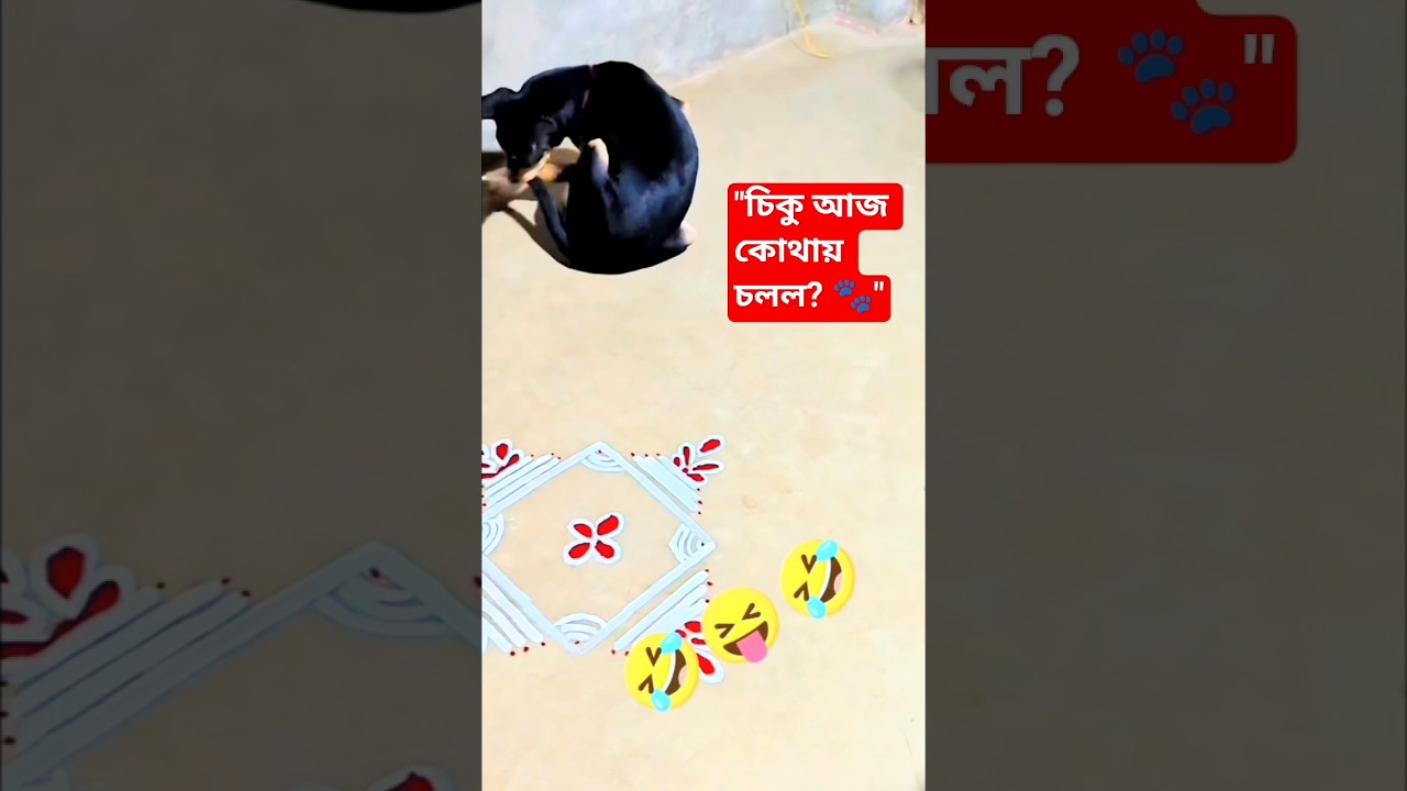 সবজি খেকো কুকুর চিকুর নতুন অ্যাডভেঞ্চার! 🥬🐕#shorts #chikuthedog #viral