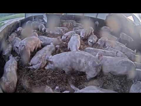 Ruhrtaler Freilandschwein live webcam