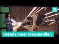 Waarom het aantal megastallen zo gegroeid is • Z zoekt uit
