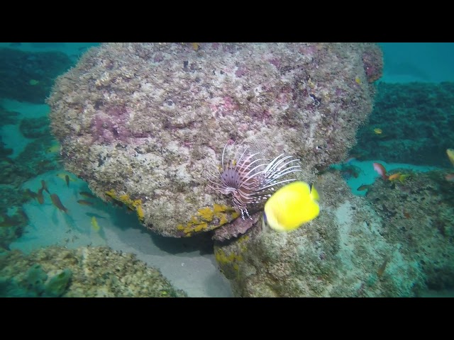 Scuba Diving Snake reef Flic En Flac,Mauritius