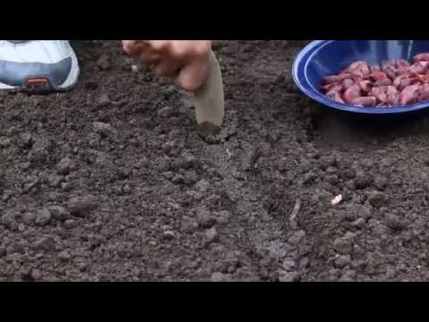 Lär dig odla egen Rödlök på en minut