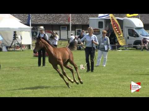 N.66 PARZIVAL-B - Ströhen 2016 C-Show - Foals (Class 1/5)