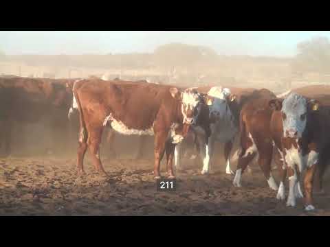 Lote 100 Vacas de invernar en Buena Esperanza, San Luis