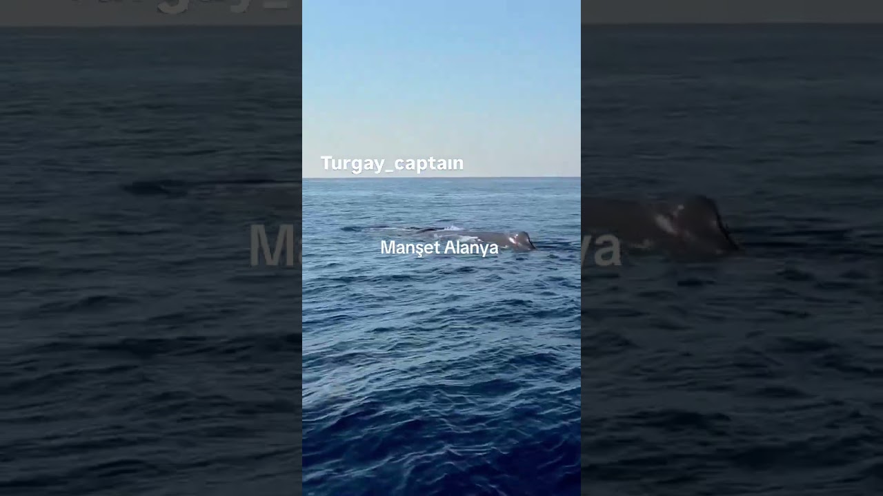 ALANYA AÇIKLARINDA DEV BALİNA HEYECANI!
