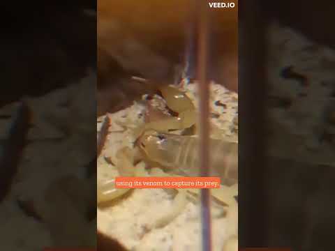 Uncovering the Deadly Venomous Nature of the Desert Scorpion