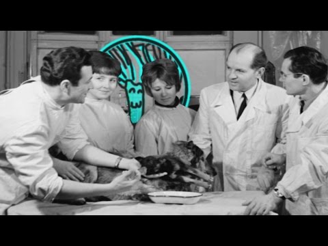 5個最怪異的動物實驗 (5 Most Bizarre Experiments on Animals)