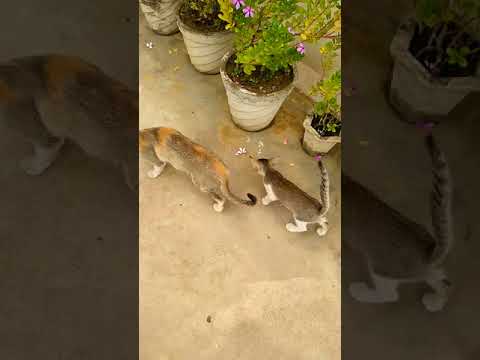 Cat  ki sararat kam dekhne milta hi.