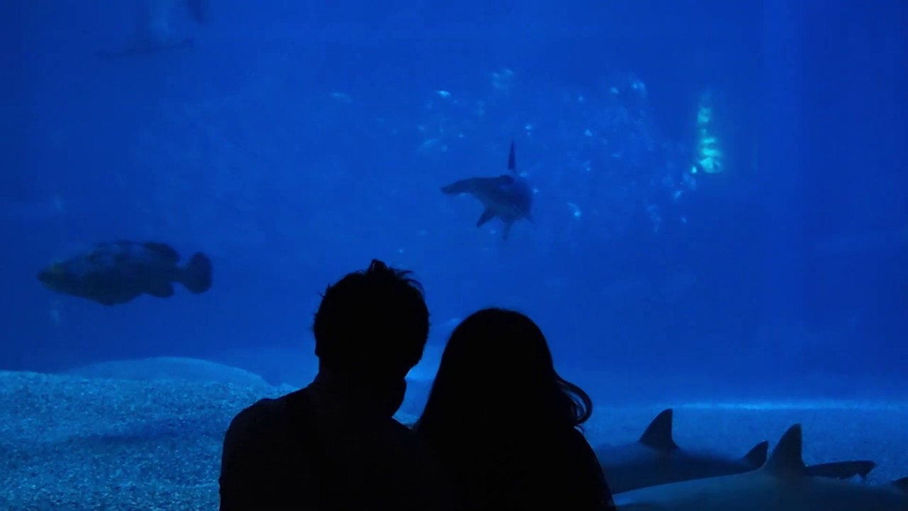 Dive into Osaka Aquarium’s wonders with captivating highlights of marine life and exhibits!